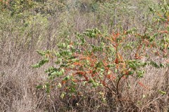 Woodfordia fruticosa